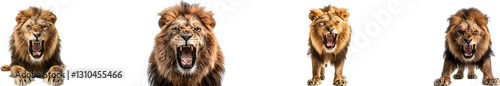 Lion is roaring on transparent background collection set