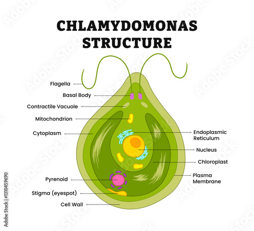 Chlamydomonas structure anatomy diagram poster chart, medical illustration vector. Science biology study. Green algae unicellular flagellate, basal, chloroplast, pyrenoid, vacuole, eyespot.