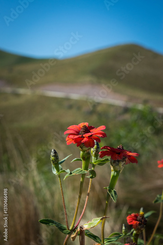 red poppy in the field