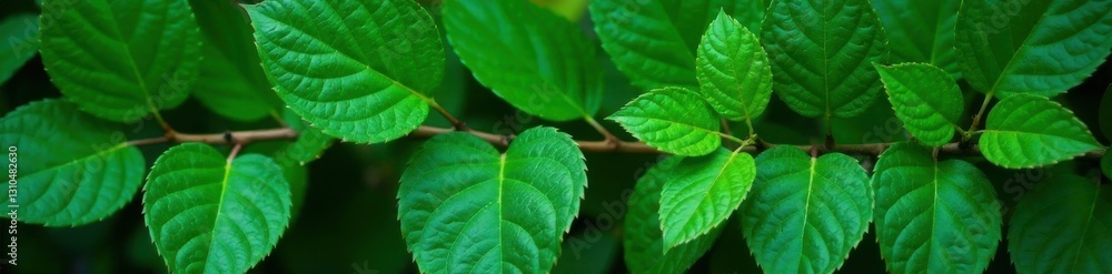 Close-up of large, dark green leaves on a vine, leaves, vines, closeup Close-up of large, dark green leaves on a vine, leaves, vines, closeup
