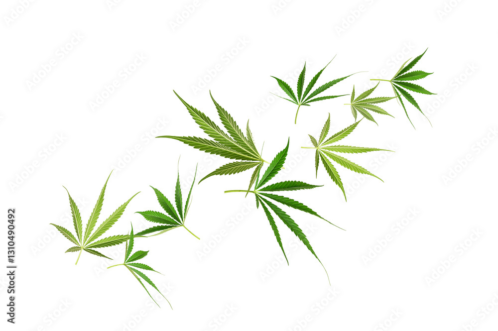 Obraz premium Cannabis leaves falling isolated on white background.