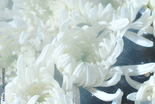 白菊　菊　花手水　花