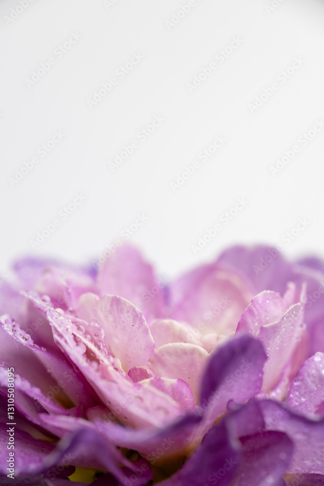 Obraz premium Close up of Primula Polyanna Crystal Fountain Flowers
