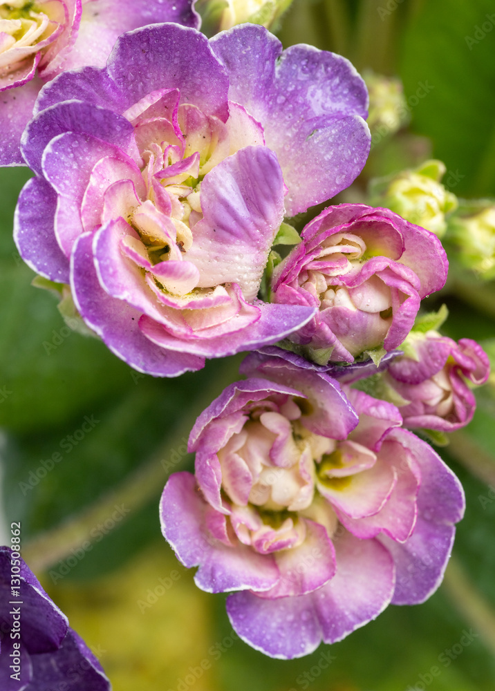Close up of Primula Polyanna Crystal Fountain Flowers Close up of Primula Polyanna Crystal Fountain Flowers