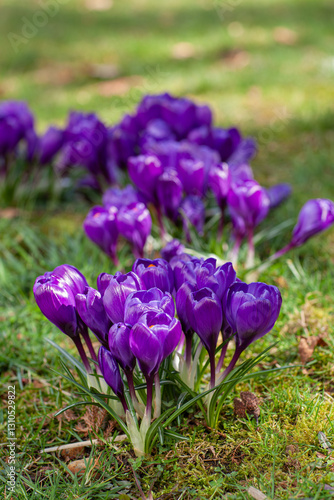 Wallpaper Mural View of blooming crocuses in a clearing in the morning light. Close-up of beautiful blooming crocuses in spring. Torontodigital.ca
