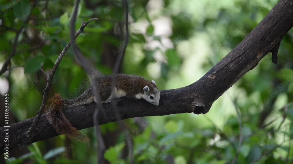 Squirrel is mammal animal and member of the family Sciuridae brown color on a tree in the nature wild Squirrel is mammal animal and member of the family Sciuridae brown color on a tree in the nature wild