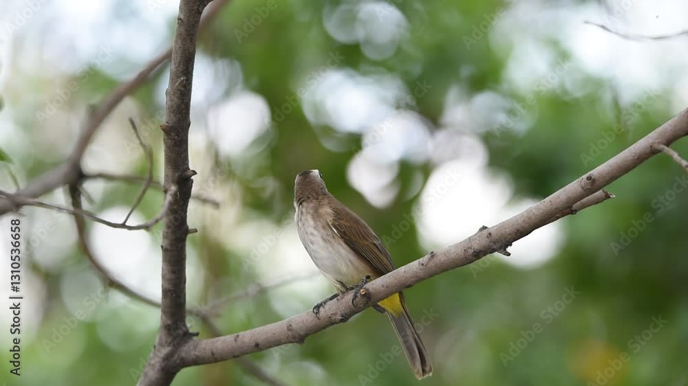 Bird (Yellow-vented Bulbul, Pycnonotus goiavier) black, yellow and brown color perched on a tree in a nature wild Bird (Yellow-vented Bulbul, Pycnonotus goiavier) black, yellow and brown color perched on a tree in a nature wild