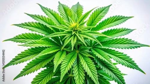 Isolated Cannabis Plant, Marijuana Leaf, Hemp, Weed, Cannabis Sativa, White Background Stock Photo