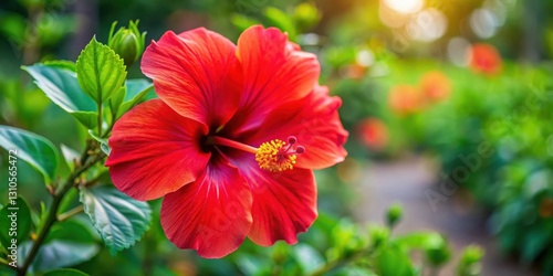 Wallpaper Mural Hibiscus flower in full bloom , hibiscus garden, vibrant red color Torontodigital.ca
