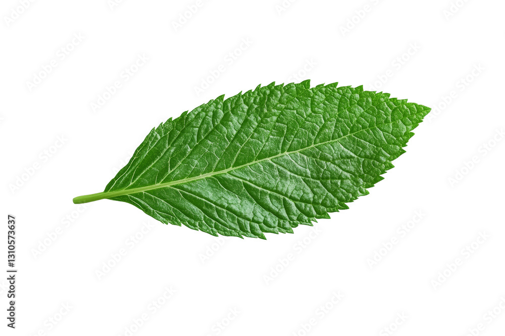 Fototapeta premium Leaf is shown in its natural form, with no other elements in the image, isolated