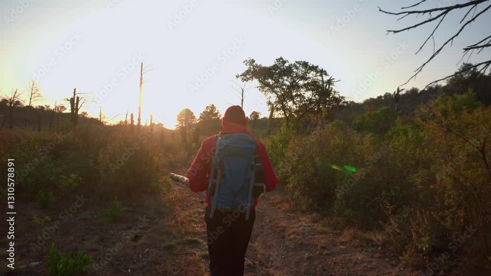 Hiker walking on dirt trail at sunset in sparse forest Hiker walking on dirt trail at sunset in sparse forest