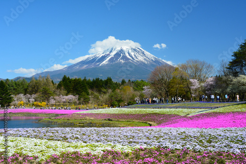 富士芝桜まつりの芝桜