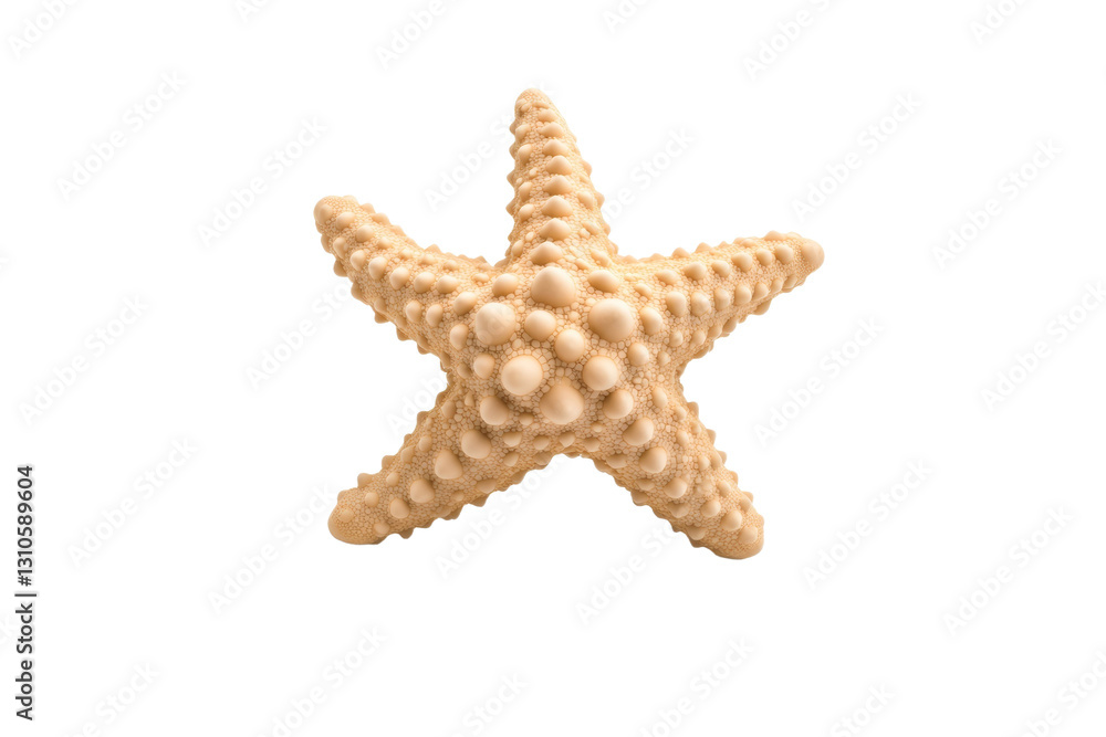 Starfish with a white background, isolated Starfish with a white background, isolated