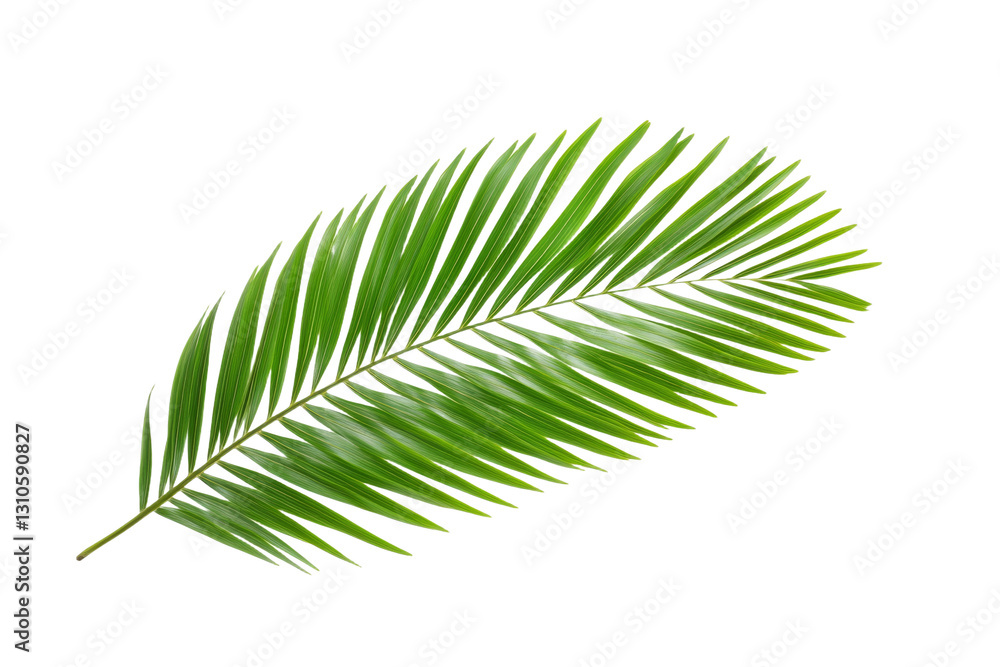 Fototapeta premium Leafy green palm tree leaf is shown on a white background, isolated