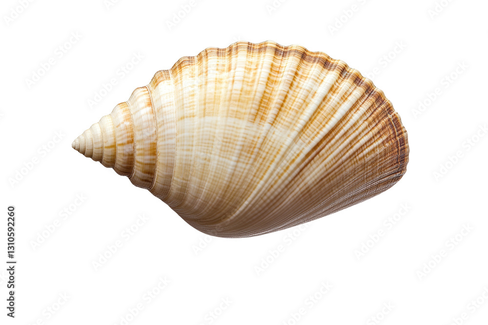 Shell is shown in a white background, isolated Shell is shown in a white background, isolated