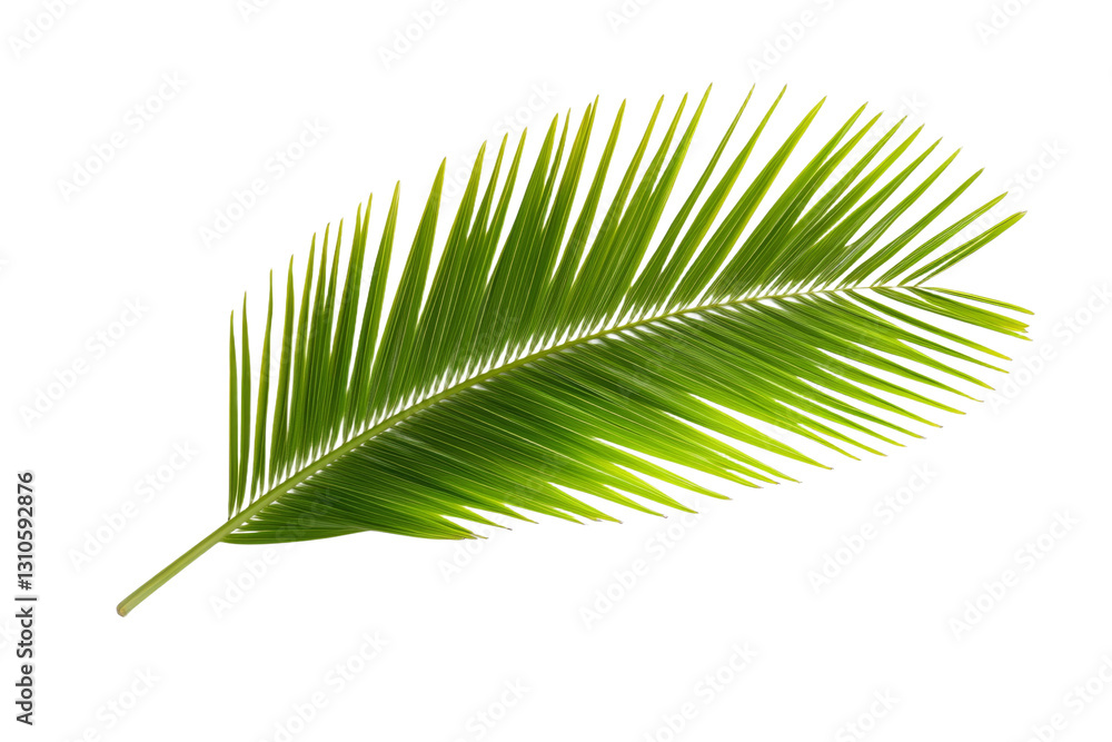 Fototapeta premium Green leafy palm tree branch, isolated