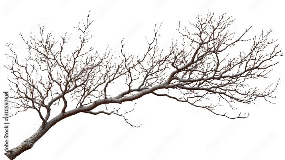 Bare Tree Branches Against A Dark Background. Simple Design Element. Bare Tree Branches Against A Dark Background. Simple Design Element.