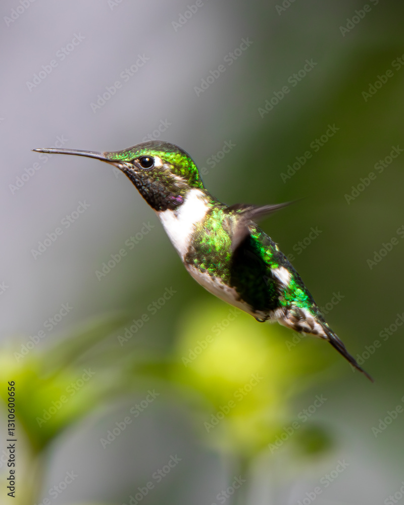 Fototapeta premium Hummingbird flying eating