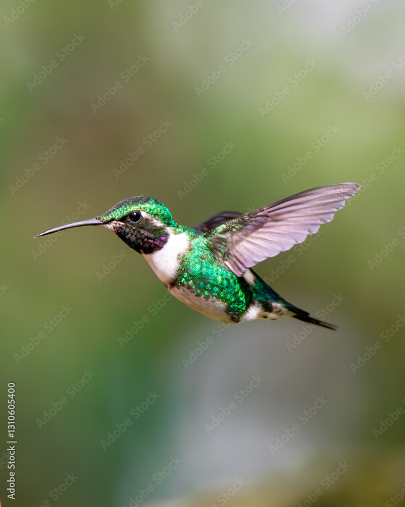 Obraz premium Hummingbird flying eating