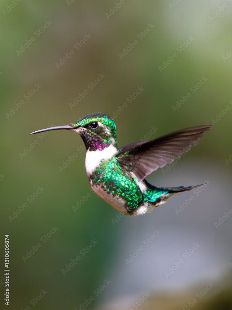 Fototapeta premium Hummingbird flying eating
