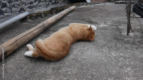 orange cat is rolling on the ground