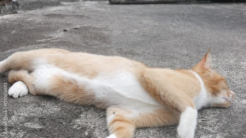 orange cat is rolling on the ground