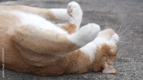 orange cat is rolling on the ground
