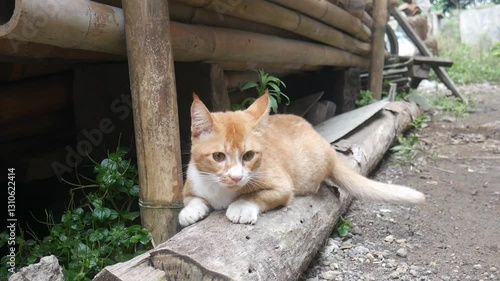 orange cat relaxing on bamboo