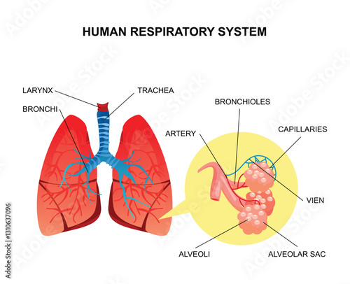 human respiratory system vector design