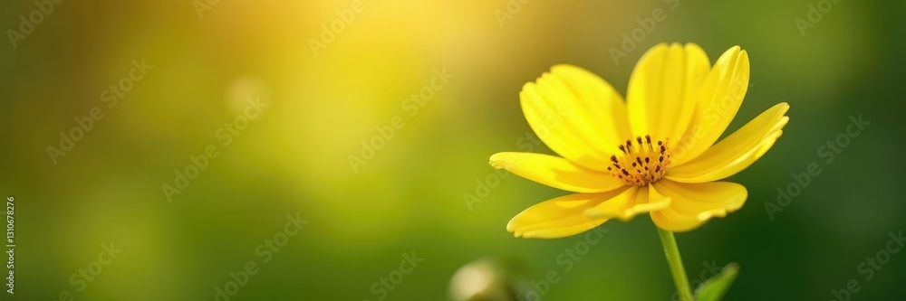 Delicate yellow petals spread across a soft focus background, nature, flower Delicate yellow petals spread across a soft focus background, nature, flower