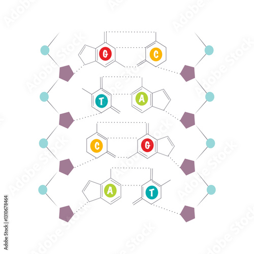 Chemical structure of DNA nucleotides and phosphate sugar backbone