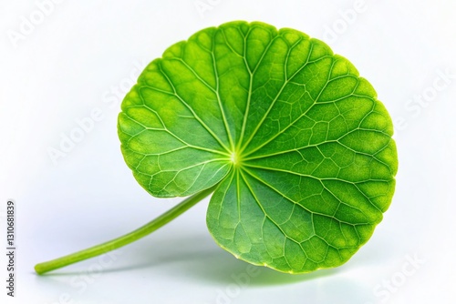 Minimalist Gotu Kola Leaves: Green Herbal Remedy, Asian Pennywort, Medicinal Plant