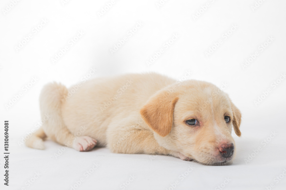 Cute Young Puppy Lying on White Background with Relaxed Expression Cute Young Puppy Lying on White Background with Relaxed Expression