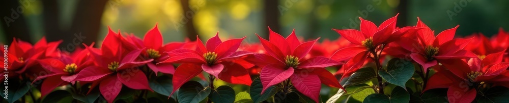 Fototapeta premium Red poinsettia flowers blooming in a garden bed, trees, blooms