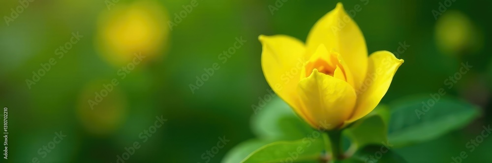 Yellow petals unfolding from a small green bud on a tree bush, yellow petal, small bud Yellow petals unfolding from a small green bud on a tree bush, yellow petal, small bud