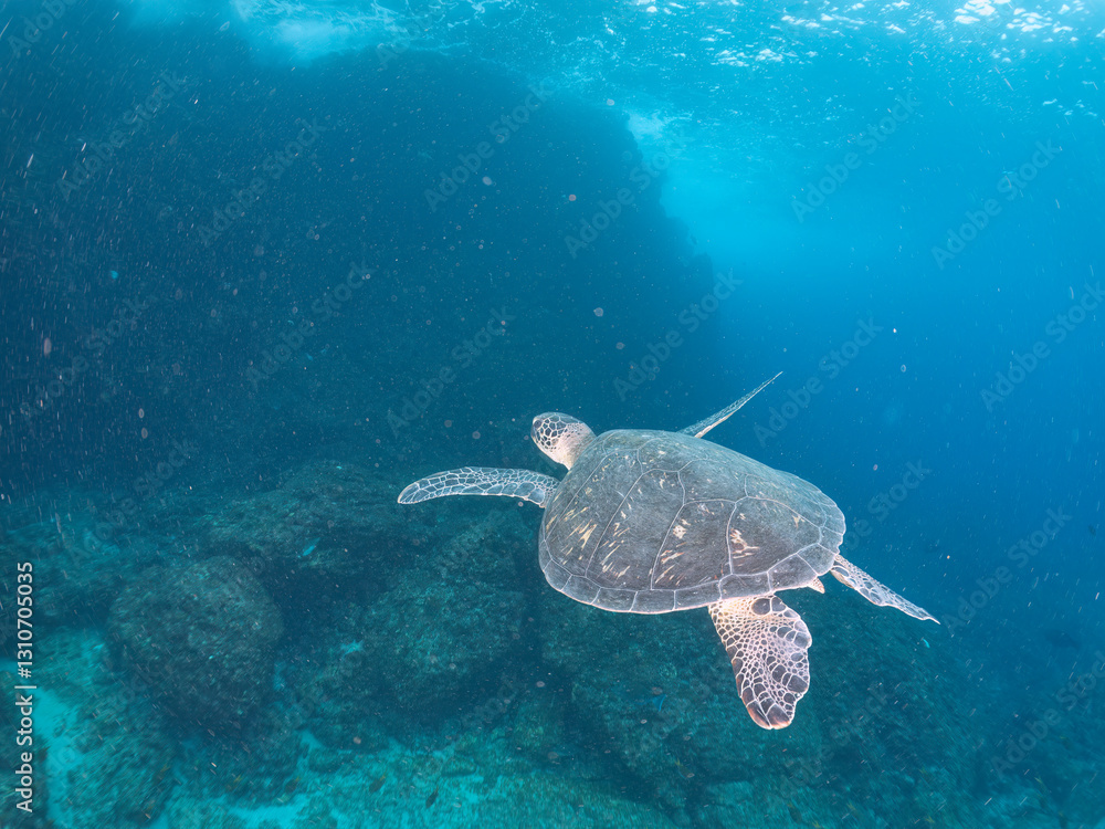 Fototapeta premium ゆったり泳ぐ美しく大きなアオウミガメ（ウミガメ科）。 英名学名：green sea turtle (Chelonia mydas) 東京都伊豆諸島式根島-2024 