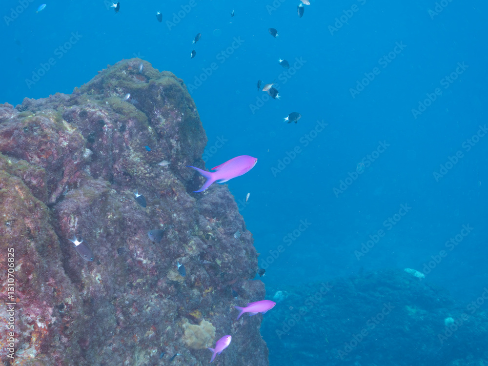 Fototapeta premium 素晴らしいサンゴ礁の美しいハナゴイ(ハタ科)の群れ他。 英名学名:Purple queen, Amethyst anthias (Pseudanthias pascalus) 東京都伊豆諸島式根島-2024