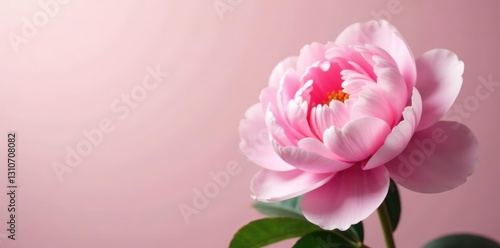 Fototapeta Naklejka Na Ścianę i Meble -  Soft pink peony flowers on a delicate background, with gentle petals unfolding, botanical, soft focus, peonies