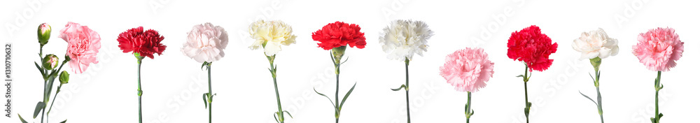 Collage of beautiful carnation flowers on white background Collage of beautiful carnation flowers on white background