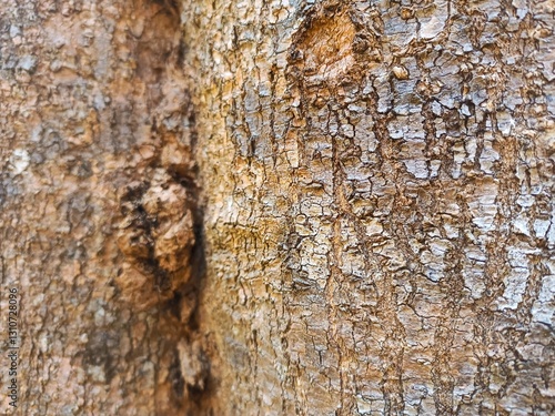 Wallpaper Mural tree bark texture Torontodigital.ca