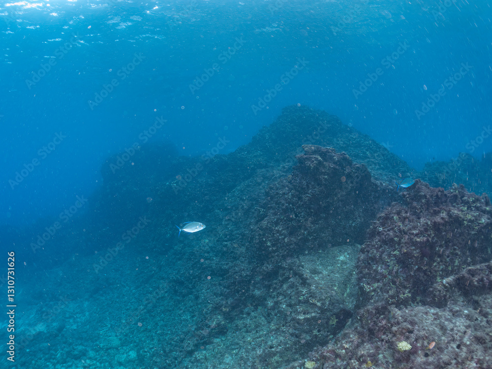 Fototapeta premium キビナゴの大群を襲う迫力ある美しいナンヨウカイワリ（アジ科）の群れ。 英名学名：Island trevally (Ferdauia orthogrammus) Silver-Stripe Round Herrings (Spratelloides gracilis) 東京都伊豆諸島式根島-2024 