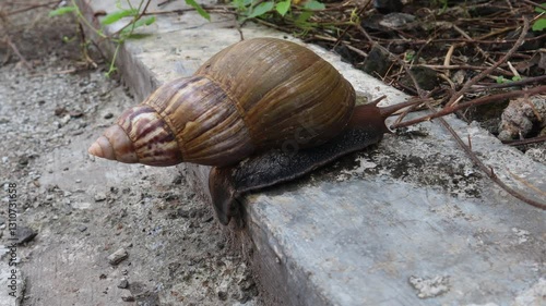Video of a snail (Achatina fulica) walking, close up.