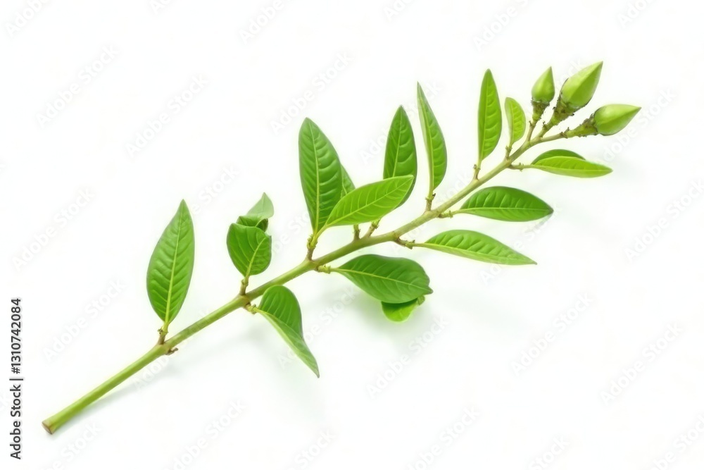 Fototapeta premium Long green stem with green leaves isolated on white background, long stem, green stem, blooming buds