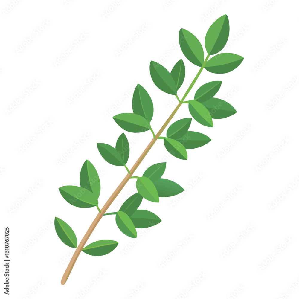Illustration of thyme isolated on white background. Illustration of thyme isolated on white background.