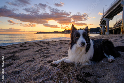 海、夕日、ボーダーコリー