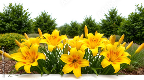 Stunning Panoramic View of Isolated Yellow Reblooming Daylily Flowers on White Background - Nature, Floral Beauty, Summer Blooms, Vibrant Colors, Garden Aesthetics photo