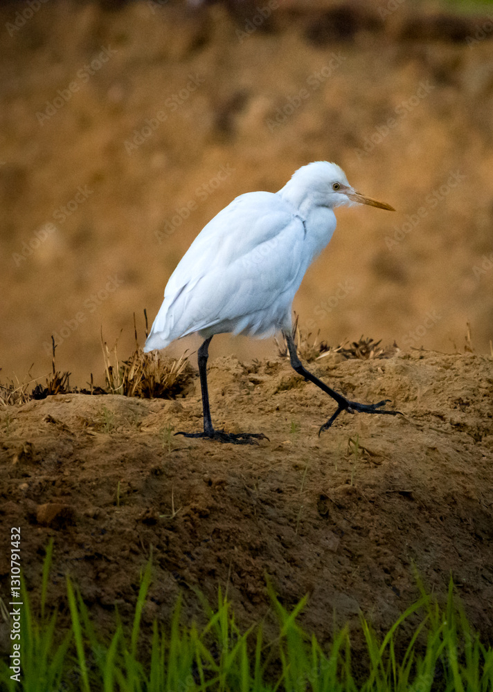 Graceful Egret Striding Across the Earth Graceful Egret Striding Across the Earth