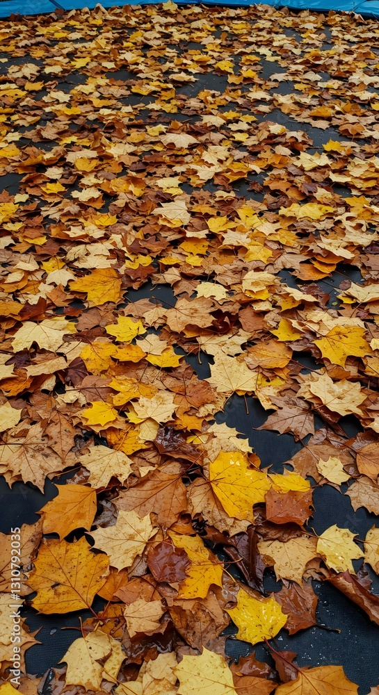 flying dried leaves, abstract background
flying dried leaves, abstract background