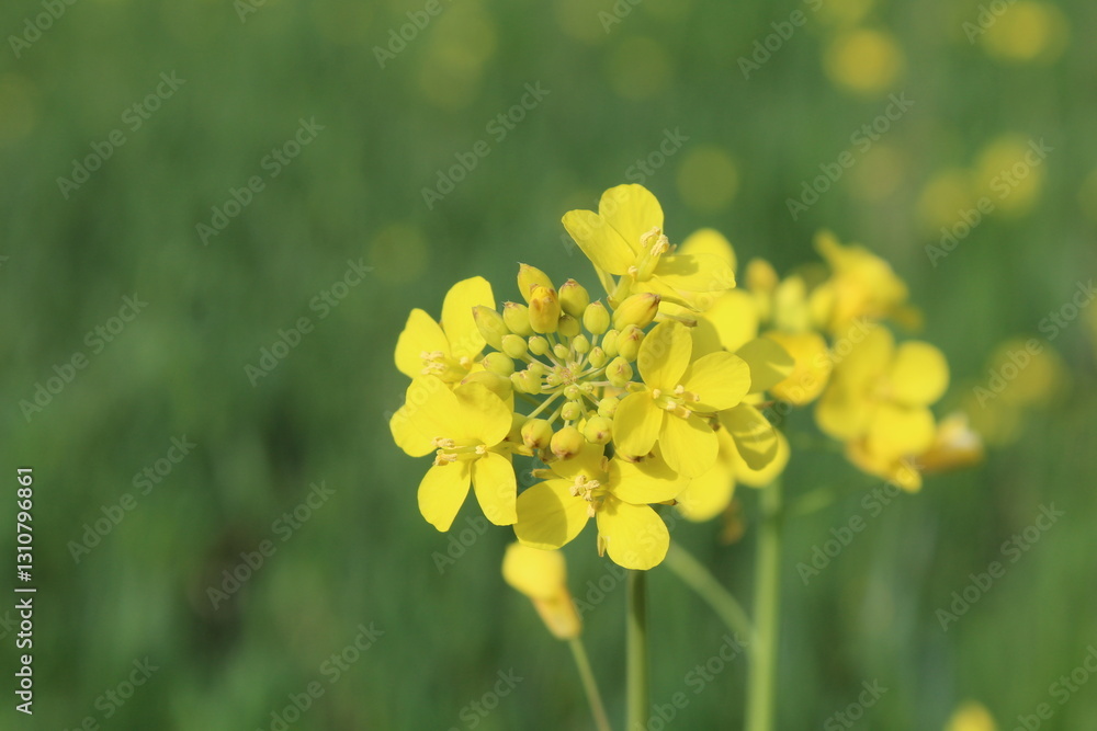 Rapeseed, Brassica or oilseed rape yellow flowers in a field Rapeseed, Brassica or oilseed rape yellow flowers in a field
