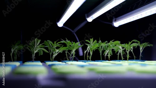 Man Placing Cannabis Plant Clones In An Aeroponic Cloner